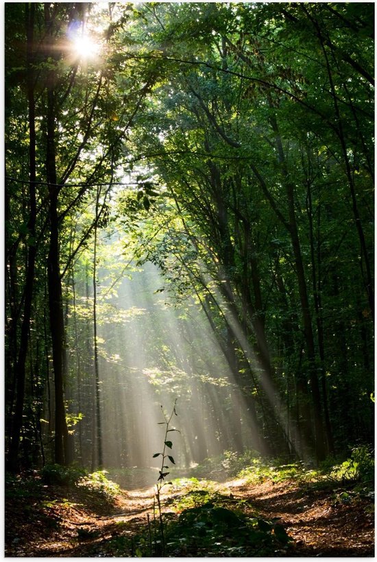 Affiche – Soleil qui brille à travers la forêt verte - 60x90cm Photo sur papier affiche