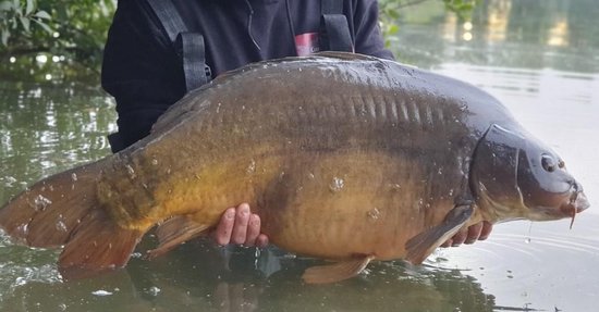 Voerpakket 'Chili Chicken/Tutti Frutti' Klein - 20mm - Met 20mm Boilies, Bait Smoke, Pop-Ups & Hookbaits - Karper voer/boilies - Voordeelpakket voor vissers - Karper lokvoer Visset — afbeelding 4
