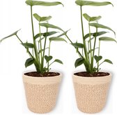 2x Kamerplant Monstera Deliciosa Tauerii – Gatenplant - ±  30cm hoog – 12cm diameter - in beige mand met creme rand