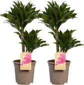 Plantjescoren.nl Dracaena Compacta Pot Ø 17 cm