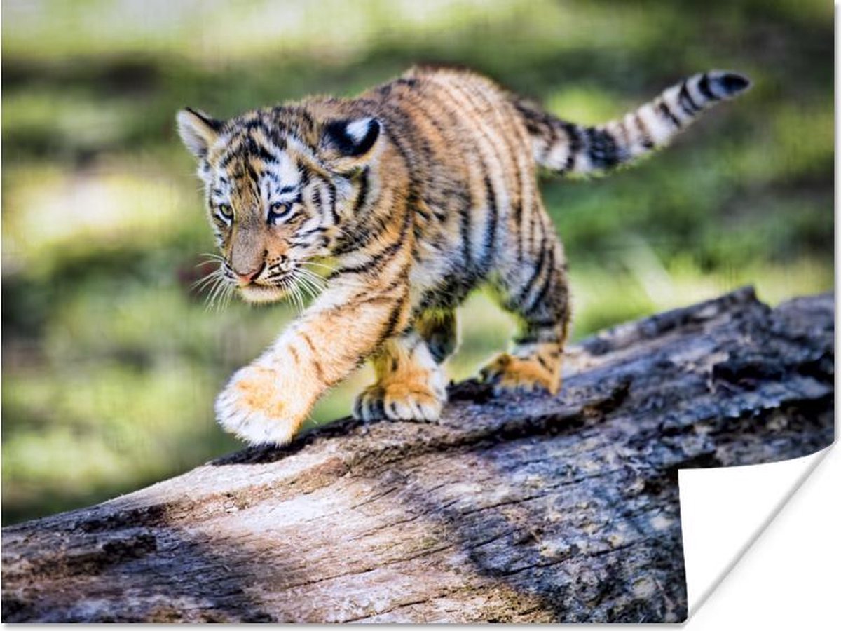Jonge tijger loopt op boomstam Poster 160x120 cm - Foto print op Poster  (wanddecoratie... | bol.com