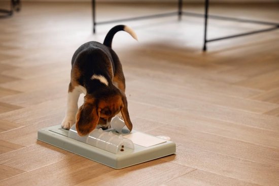 Beeztees Puppy Training Game Riff - Jouet pour chien - Vert - 35x21.5x7