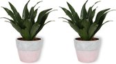 2x Kamerplant Dracaena Compacta - ± 30cm hoog - In roze betonnen pot