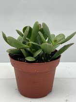 Succulent- Crassula Ovata- 3 stuks- 12cmØ- ±16cm hoog