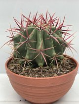 Cactus- Ferocactus Stainesii- 17cmØ-20cm hoog