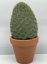 Cactus- Opuntia- Schijfcactus- Terracotta pot 17cmØ- ±30cm hoog