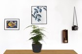 Kamerplant Asparagus Plumosus – Aspergeplant - ± 25cm hoog – 12 cm diameter - in zwarte sierzak