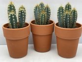 Cactus- Pilosocereus Azereus 3X- Terracotta pot- 10.5cmØ- ± 17cm hoog