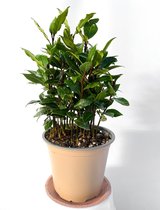 Keuken laurier plant 14cm kwekerij pot voor in de keuken