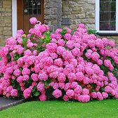 Hortensia Hydrangea 'Rosita' - Winterhard- ↑ 25-30 cm - Pot-Ø 14 cm