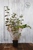 10 stuks | Witte Kornoeltje Pot 60-80 cm Extra kwaliteit - Bladverliezend - Bloeiende plant - Groeit breed uit - Informele haag