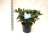 10 stuks | Rhododendron Gomer Waterer Pot 60-70 cm Extra kwaliteit | Standplaats: Half-schaduw | Latijnse naam: Rhododendron Gomer Waterer