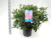 10 stuks | Rhododendron Roseum Elegans Pot 60-70 cm Extra kwaliteit | Standplaats: Half-schaduw | Latijnse naam: Rhododendron Roseum Elegans