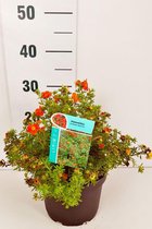 10 stuks | Heesterganzerik 'Red Ace' Pot 30-40 cm - Bladverliezend - Bloeiende plant - Geschikt als lage haag - Weinig onderhoud