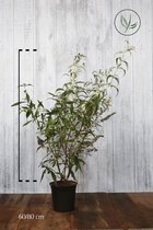 10 stuks | Vlinderstruik ‘White Profusion’ Pot 60-80 cm Extra kwaliteit - Geurend - Informele haag - Insectenlokkend - Bladverliezend - Bloeiende plant
