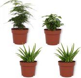 Set van 4 Kamerplanten - 2x Aloë Vera & 1x Asparagus Plumosus & 1x Coffea Arabica- ± 25cm hoog - 12cm diameter