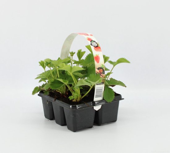 Een zespack met jonge aardbeiplantjes, met een papieren band met aardbeienprint.