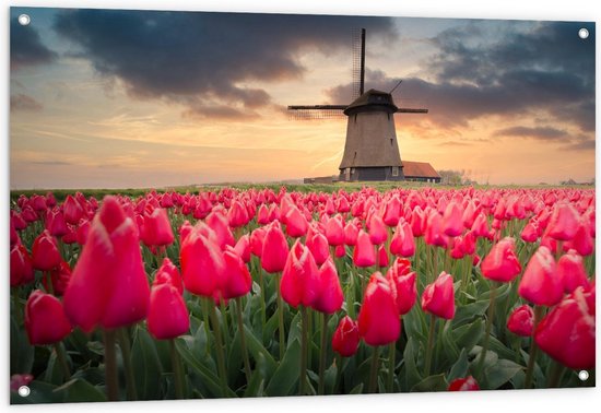 Tuinposter – Felroze Tulpenveld voor Nederlandse Molen - 120x80cm Foto op Tuinposter  (wanddecoratie voor buiten en binnen)