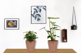 Set van 2 Kamerplanten - Coffea Arabica & Monstera Deliciosa - ±  30cm hoog - 12cm diameter - in koper kleurige pot
