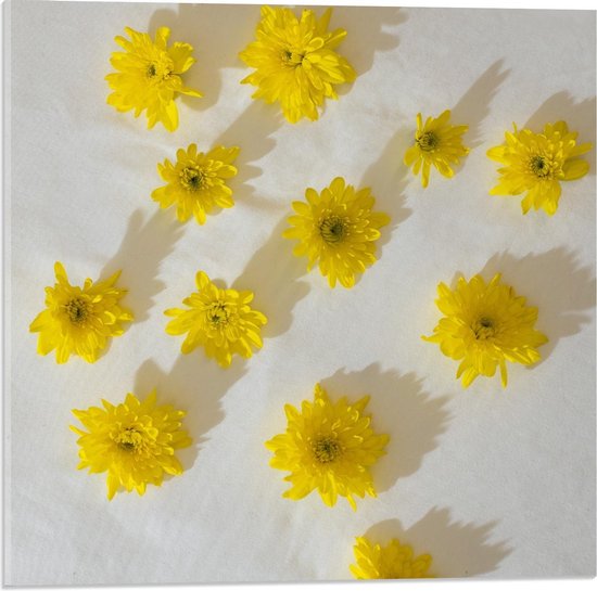 Acrylglas - Gele Geplukte Bloemen op Witte Achtergrond - 50x50cm Foto op Acrylglas (Met Ophangsysteem)