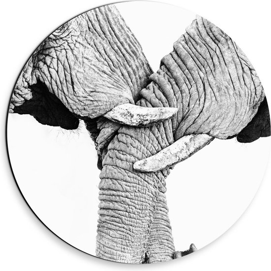 Dibond Wandcirkel - Olifanten met Gewikkelde Slurfen (zwart/wit) - 30x30cm Foto op Aluminium Wandcirkel (met ophangsysteem)