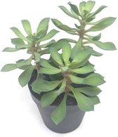 Fake plant