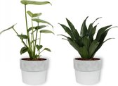 Set van 2 Kamerplanten - Monstera Deliciosa & Draceana Compacta- ±  30cm hoog - 12cm diameter - in betonnen witte