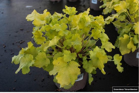 Foto: 3 x heuchera lime marmelade purperklokje in 9x9cm pot