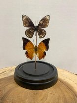 Opgezette Vlinders in Stolp - Vlinder In Glazen Stolp - Vlinderstolp Glas - 20 cm