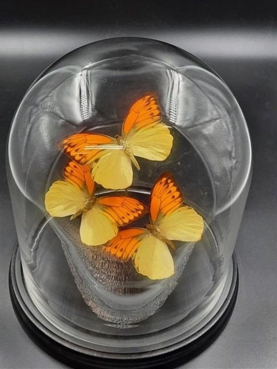 Vtw Living - Vlinder in Glazen Stolp - Vlinders - Bruin - 30 cm