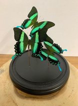 Vtw Living - Vlinder in Glazen Stolp - Vlinders - Groen - 23 cm hoog