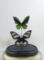 Vtw Living - Vlinder in Glazen Stolp - Vlinders - Groen - 33 cm breed