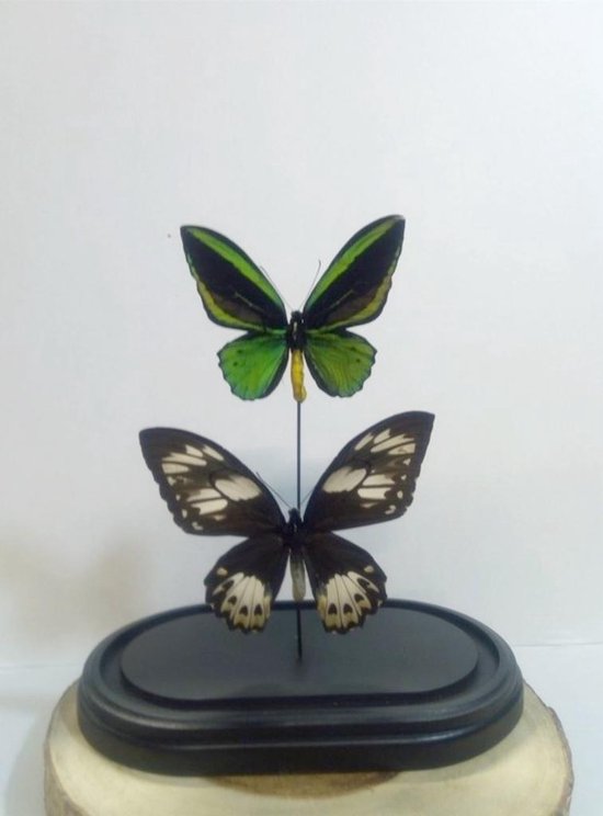 Opgezette Vlinders in Stolp - Vlinder In Glazen Stolp - Vlinderstolp Glas - Groen - 33 cm