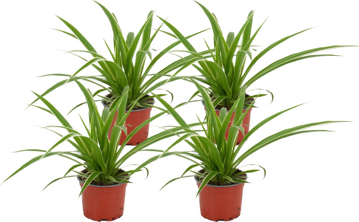 ZynesFlora 4 Stuks Chlorophytum Comosum Graslelie in Ø 12 cm Plantenpot - Hoogte: 25 - 30 cm - Luchtzuiverende Kamerplant Grasplant