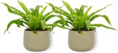 2x Kamerplant Asplenium Antiquum – Vogelnestvaren - ± 25cm hoog – 12cm diameter - in groene sierpot