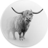 Forex Wandcirkel - Schotse Hooglander in Mist (zwart/wit) - 50x50cm Foto op Wandcirkel (met ophangsysteem)