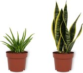 Set van 2 Kamerplanten - Aloë Vera & Sansevieria Laurentii - ±  30cm hoog - 12cm diameter