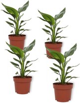 Set van 4 Kamerplanten - Strelitzia Reginae - ± 25cm hoog - 12cm diameter