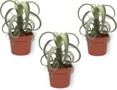 Set van 3 Kamerplanten - Tillandsia Curly Slim - ± 25cm hoog - 12cm diameter