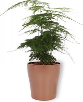 Kamerplant Asparagus Plumosus – Aspergeplant - ± 25cm hoog – 12 cm diameter - In Rosé Gouden pot