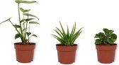 Set van 3 kamerplanten - Aloe Vera Clumb, Monstera Deliciosa & Peperomia Green Gold - 12cm diameter