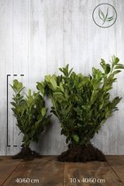 25 stuks | Laurier 'Rotundifolia' Blote wortel 40-60 cm - Grootbladig - Snelle groeier - Snel zichtdicht - Wintergroen