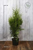 10 stuks | Westerse Levensboom 'Brabant' Pot 80-100 cm Extra kwaliteit - Snel zichtdicht - Vruchtdragend - Weinig onderhoud - Zeer winterhard