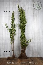 20 stuks | Haagliguster Blote wortel 100-125 cm - Bladverliezend - Populair bij vogels - Semi-bladhoudend - Vruchtdragend - Weinig onderhoud