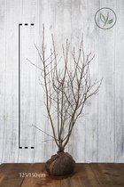 10 stuks | Krentenboom Kluit 125-150 cm | Standplaats: Halfschaduw/Schaduw/Volle zon | Latijnse naam: Amelanchier lamarckii