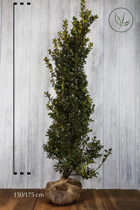 Hosta Collections - Siere Handel