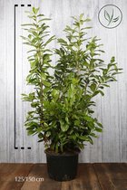 10 stuks | Laurier Novita Pot 125-150 cm | Standplaats: Half-schaduw | Latijnse naam: Prunus laurocerasus Novita