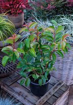 Prunus lusitanica 'Tico' - Portugese laurier - Planthoogte: 50-70 cm - Pot Ø 21 cm (4 liter)