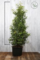 10 stuks | Portugese Laurier Pot 125-150 cm Extra kwaliteit - Bloeiende plant - Compacte groei - Insectenlokkend - Populair bij vogels - Vruchtdragend - Wintergroen