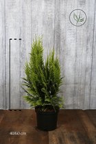 10 stuks | CYBER MONDAY KORTING Gele Californische cipres Pot 40-60 cm | Standplaats: Half-schaduw   | Latijnse naam: Chamaecyparis lawsoniana  Ivonne  stevige plantenbak | Kleur: